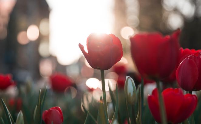 Canada Establishes Dutch Heritage Day