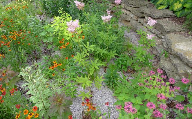 Rain garden in the Allen Centennial Gardens on the campus of the University of Wisconsin-Madison. 