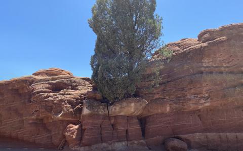 A Tree in the Rock