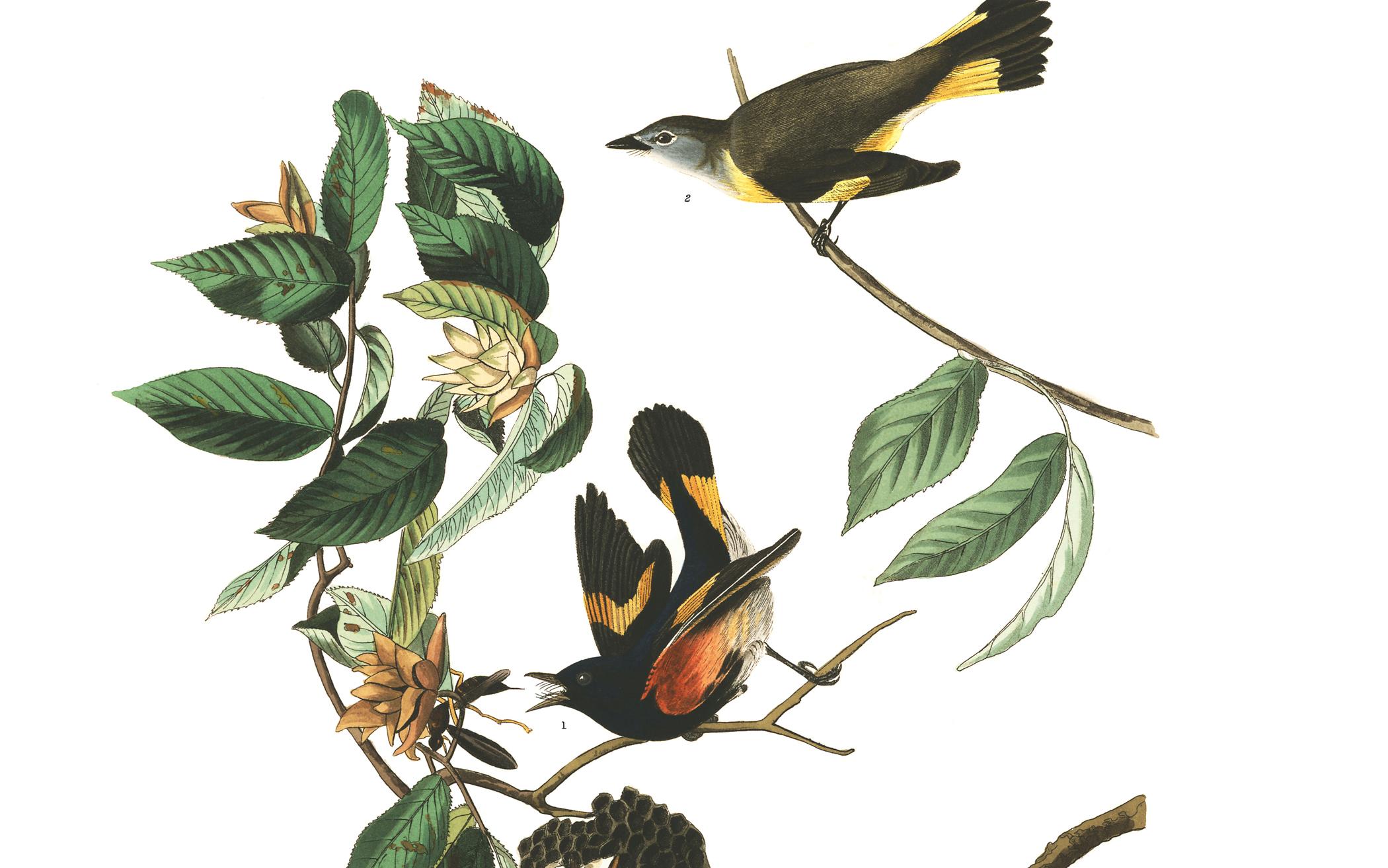 OSM-1804 CalvinAudubon