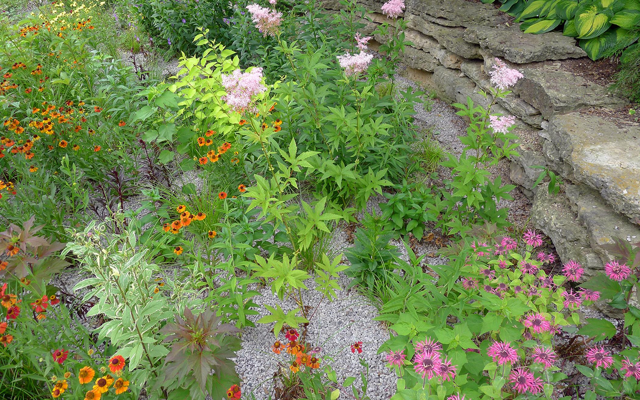 Rain garden in the Allen Centennial Gardens on the campus of the University of Wisconsin-Madison. 